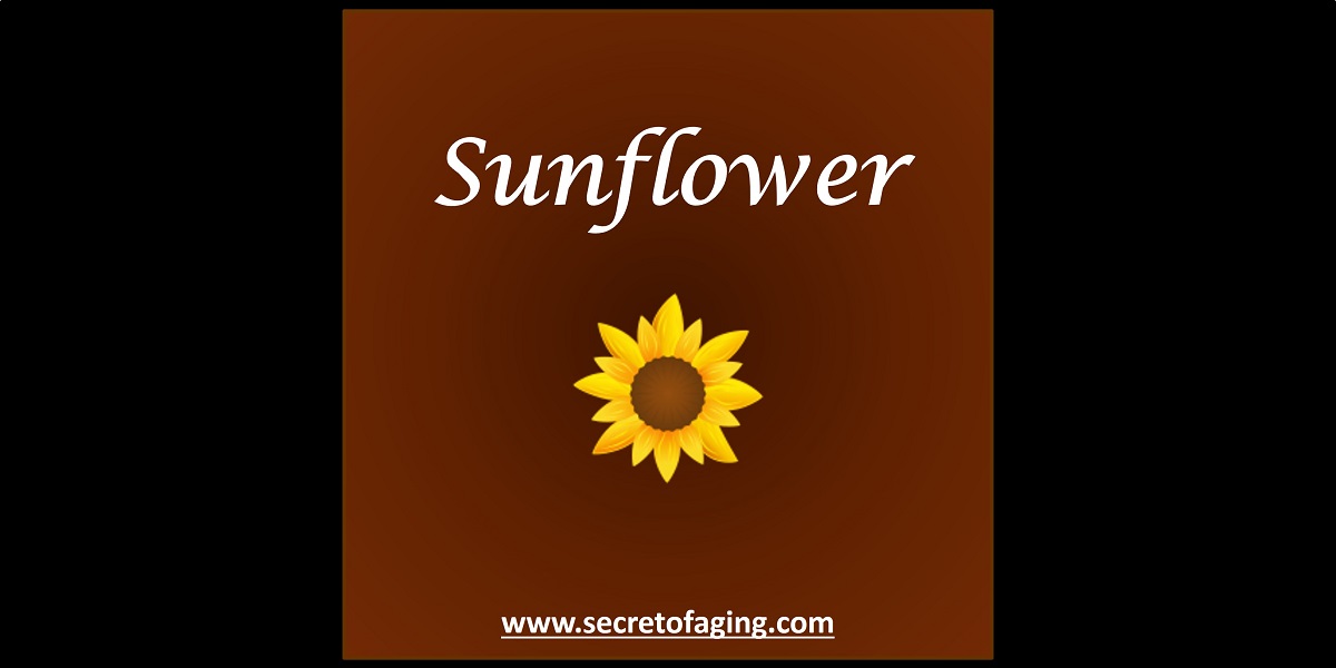 Sunflower by Secret of Aging