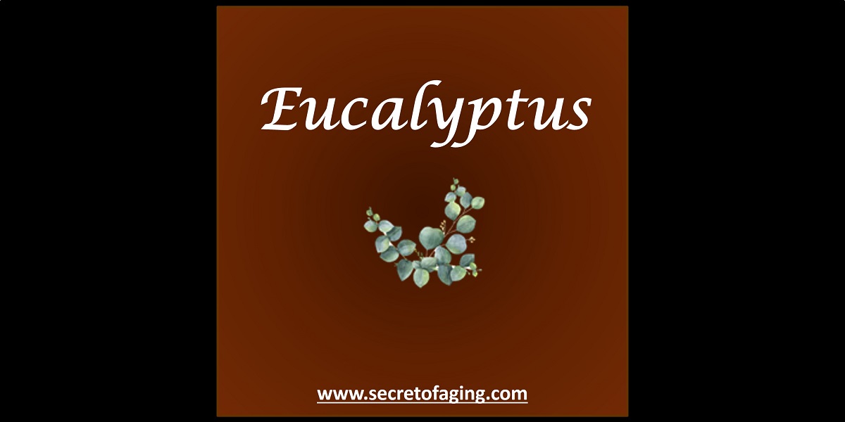 Eucalyptus by Secret of Aging