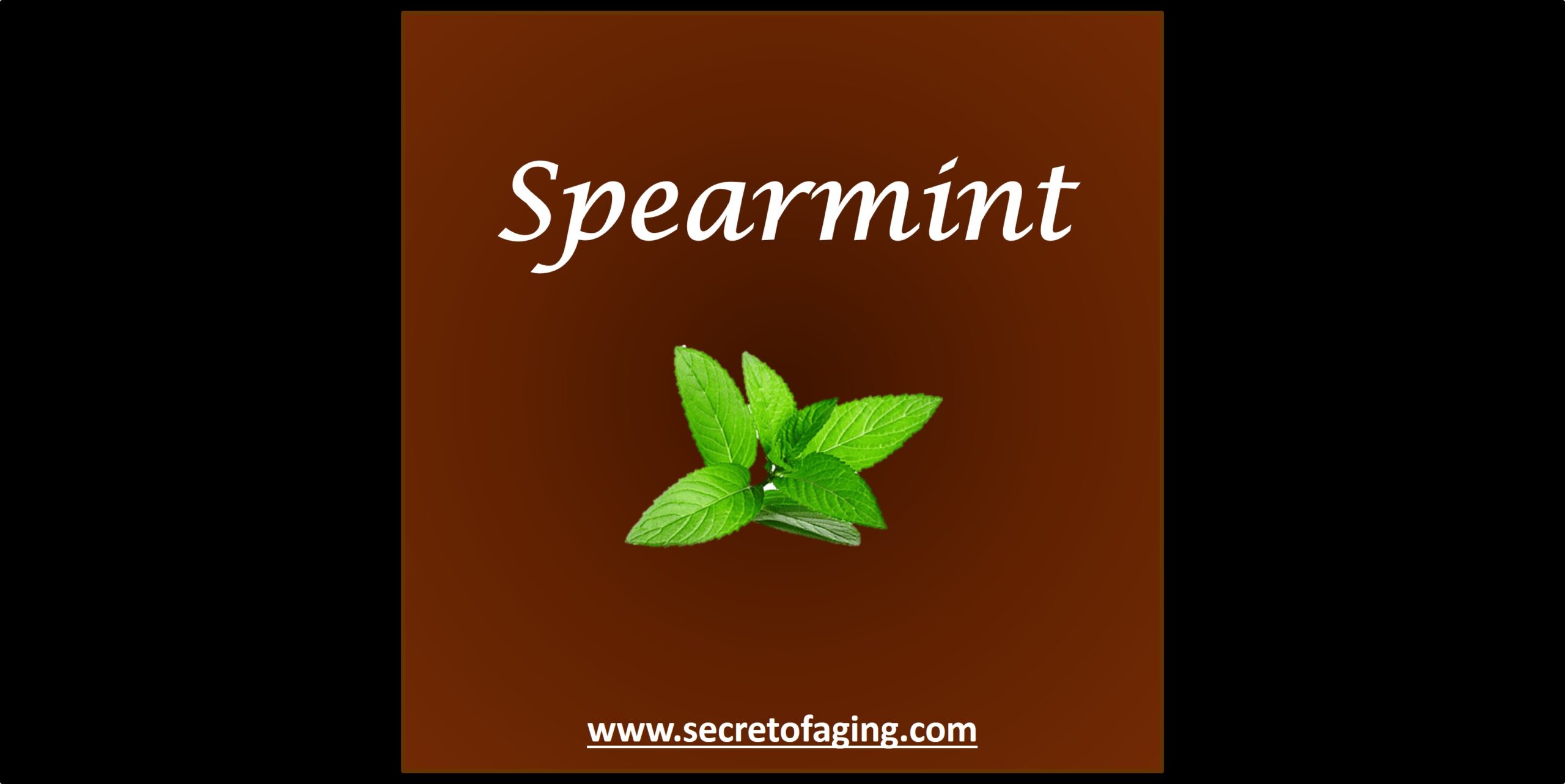 Spearmint by Secret of Aging