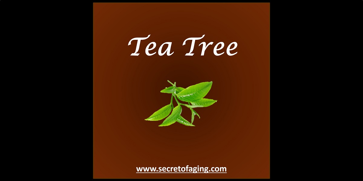 Tea Tree by Secret of Aging