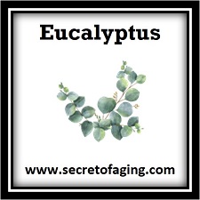 Eucalyptus Icon by Secret of Aging