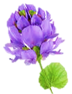 Skin Revival Serum is Retinol-Like