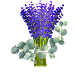 Lavender and Eucalyptus botanical ingredients by Secret of Aging